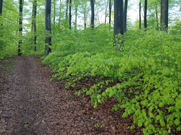 Wald, Der Weg zurück, Steffi Seiler