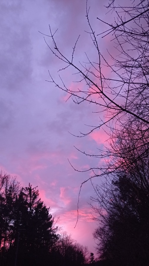 Abendhimmel, kahle Äste, lilablauer Himmel